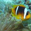 Anemone_fish_at_Gota_Kebir,_St_John’s_reefs,_Red_Sea,_Egypt_-SCUBA_(6325512331)