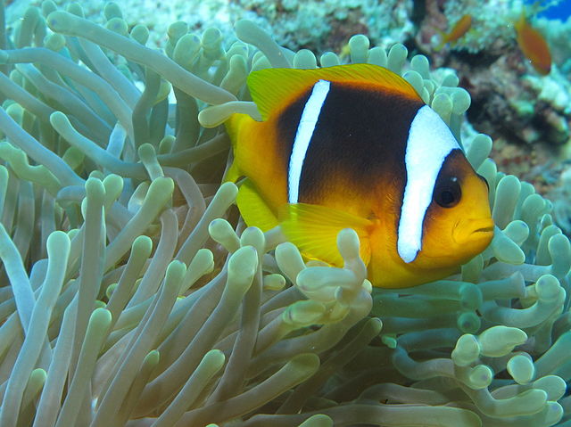 Anemone_fish_at_Gota_Kebir,_St_John’s_reefs,_Red_Sea,_Egypt_-SCUBA_(6325512331)