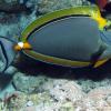 Orangespine_Unicornfish_or_Elegant_Unicornfish,_Naso_elegans_at_Abu_Dabab_Reefs,_Red_Sea,_Egypt_-SCUBA_(6207740605)