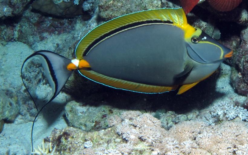 Orangespine_Unicornfish_or_Elegant_Unicornfish,_Naso_elegans_at_Abu_Dabab_Reefs,_Red_Sea,_Egypt_-SCUBA_(6207740605)