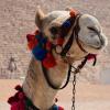 camel-1378571_640