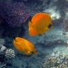fish-1539142_640